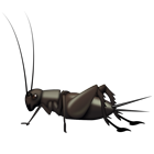 Cricket Emoji